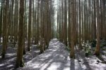 溶岩と苔の森